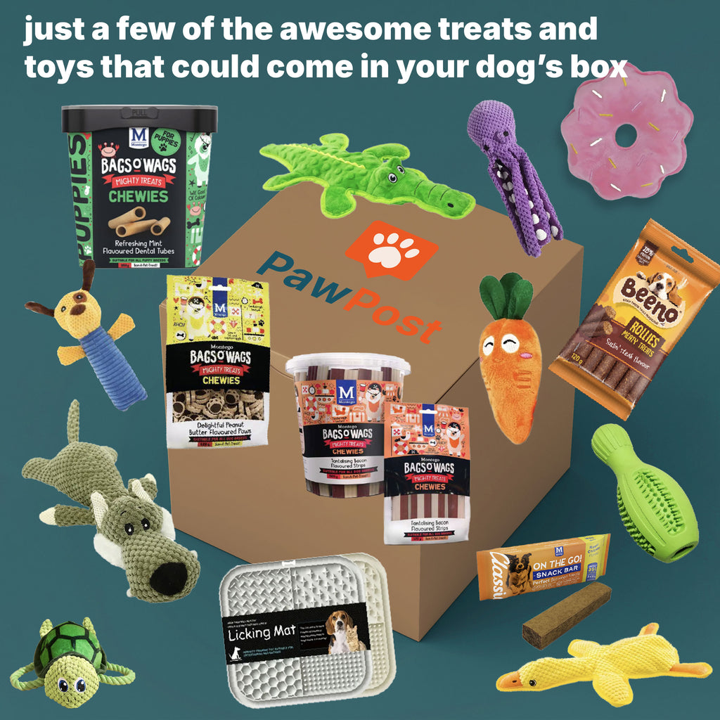 Small/Medium Dog Surprise Box