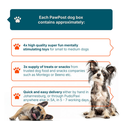 Small/Medium Dog Surprise Box